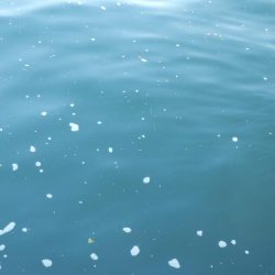 エソ‼ESO‼えそ‼